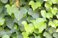 Hedera helix