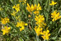 Genista sagittalis
