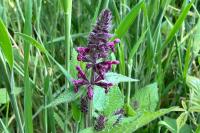 Stachys sylvatica