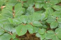 Fagus sylvatica