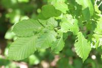 Carpinus betulus