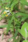 Melampyrum pratense