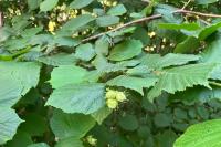 Corylus avellana