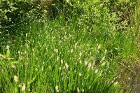 Eleocharis palustris