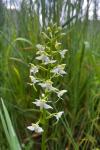 Platanthera bifolia