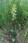 Platanthera bifolia