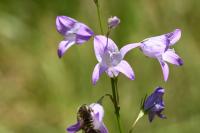 Campanula rapunculus