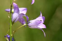 Campanula rapunculus