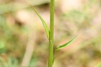 Campanula rapunculus
