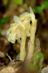 Hypopitys monotropa