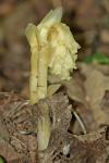 Hypopitys monotropa