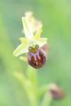 Ophrys aranifera
