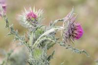 Carduus nutans