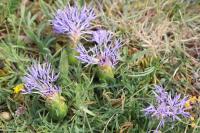 Carthamus mitissimus