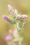 Carduus tenuiflorus