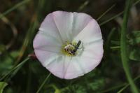 Convolvulus arvensis