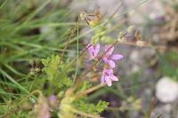 Erodium cicutarium