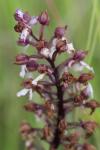 Orchis purpurea