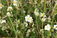 Helianthemum apenninum
