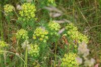 Euphorbia cyparissias