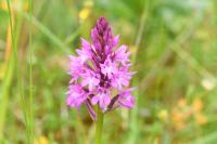 Anacamptis pyramidalis
