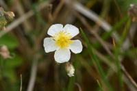 Helianthemum apenninum