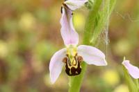Ophrys apifera