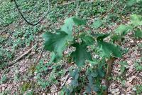 Torminalis glaberrima