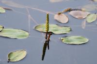 Potamogeton natans