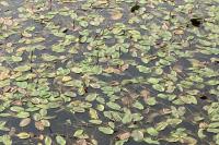 Potamogeton natans
