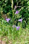 Campanula rapunculus