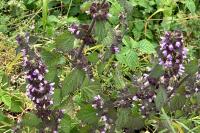 Ballota nigra
