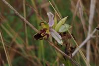 Ophrys apifera