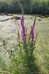 Lythrum salicaria