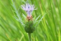 Carthamus mitissimus