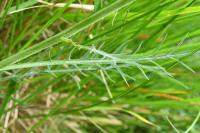 Carthamus mitissimus