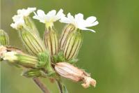 Silene latifolia