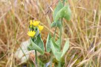Blackstonia perfoliata