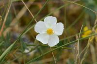 Helianthemum apenninum