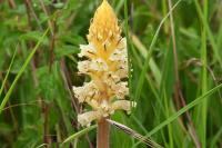 Orobanche picridis-hieracioidis