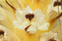 Orobanche picridis-hieracioidis