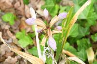 Iris foetidissima