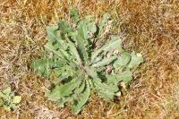 Hypochaeris radicata