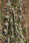 Himantoglossum hircinum