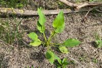 Alisma plantago-aquatica