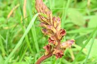 Orobanche gracilis
