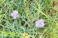 Carthamus mitissimus