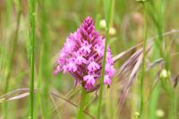 Anacamptis pyramidalis