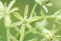 Loncomelos pyrenaicus