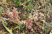 Sedum rubens